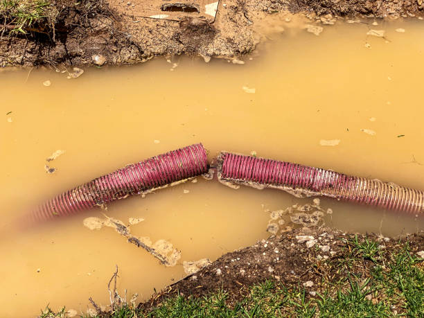 Best Basement water damage restoration  in Forest Glen, MD